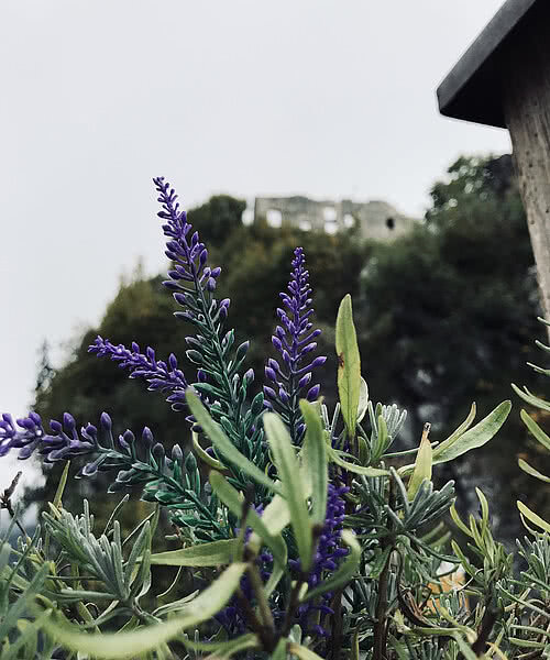Bunte Lavendelblüten wachsen im Vordergrund, während die Burgruine Falkenstein im Hintergrund sichtbar ist.