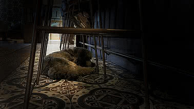 Hund auf einem Teppich unter der Bar in der Blauen Burg
